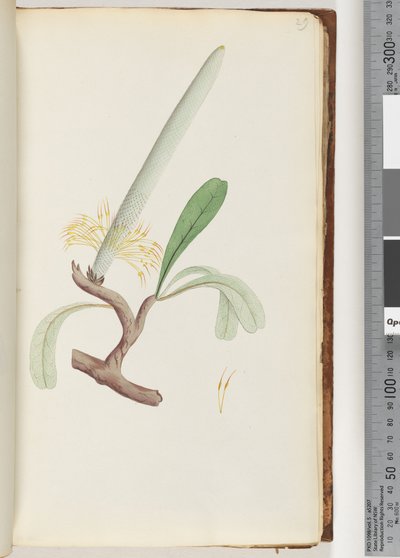 Page 29. Coast Banksia by Unknown artist
