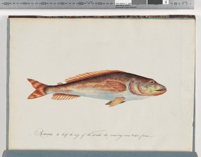 Unidentified Fish by Unknown artist