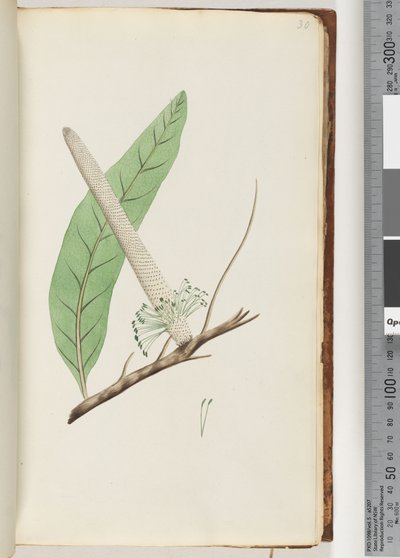 Page 30. Plant, a Banksia by Unknown artist