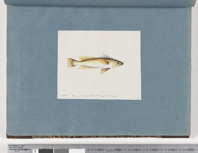 Page 30. Unidentified Fish by Unknown artist