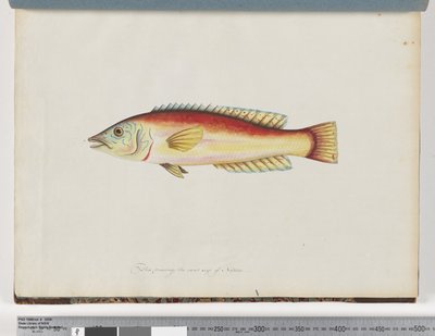 Unidentified Fish by Unknown artist