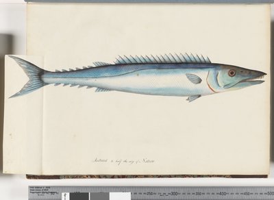Page 32. Barracouta by Unknown artist