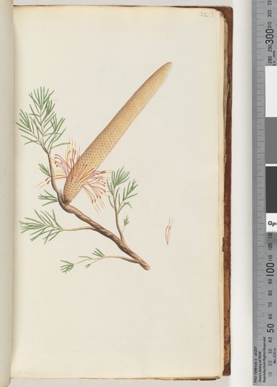 Page 32. Plant, Banksia ericifolia by Unknown artist