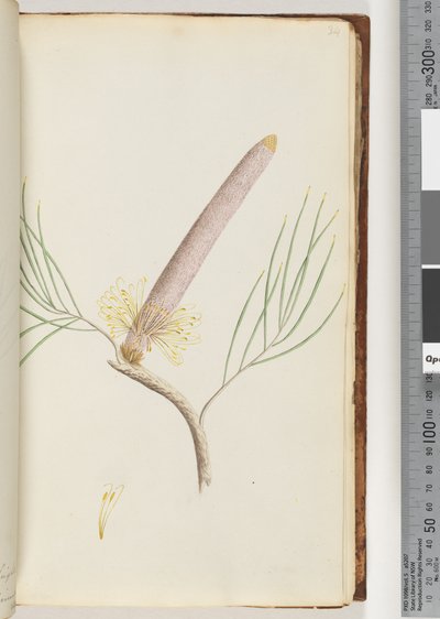 Page 34. A Banksia by Unknown artist