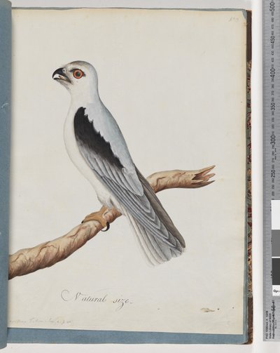 Page 35. Black-shouldered Kite. Axillary Falcon by Unknown artist