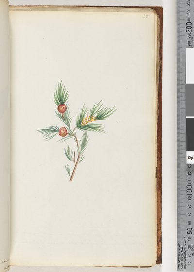 Page 38. Unidentified Plant by Unknown artist