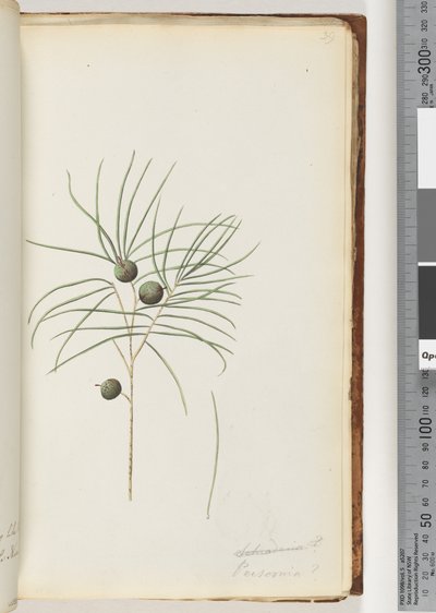Page 39. Persoonia by Unknown artist