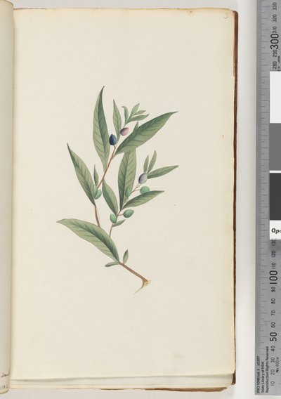 Page 3. Unidentified plant by Unknown artist