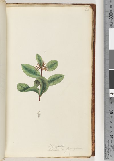 Page 40. Persoonia / Schraderia ferruginea by Unknown artist