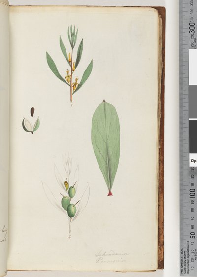 Page 42. Schraderia / Persoonia by Unknown artist