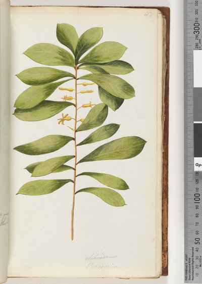 Page 43. Persoonia by Unknown artist