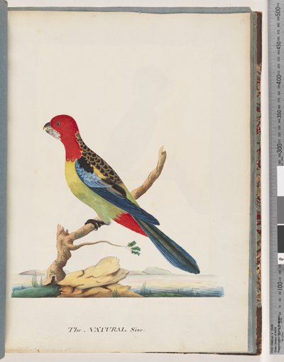 Eastern Rosella by Unknown artist