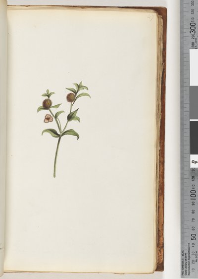 Unidentified Plant by Unknown artist