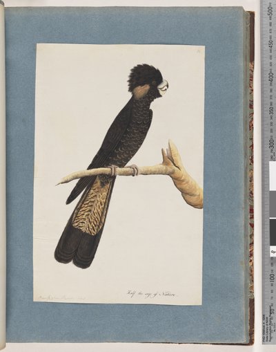 Yellow-tailed Black Cockatoo and Banksian Parrot by Unknown artist