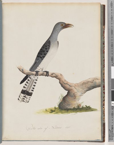 Unidentified Bird by Unknown artist