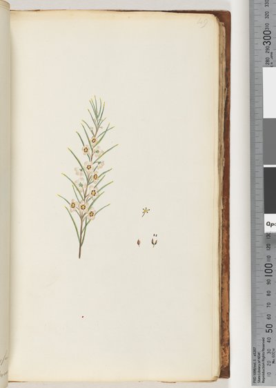 Page 49. Unidentified Plant by Unknown artist