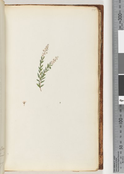 Page 50. Unidentified Plant by Unknown artist