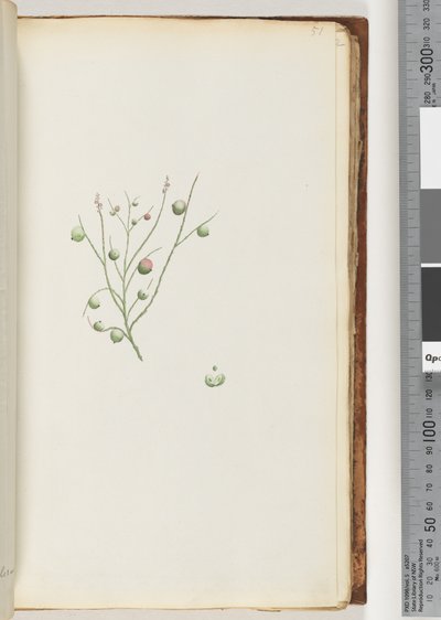 Page 51. The Acid Berry by Unknown artist