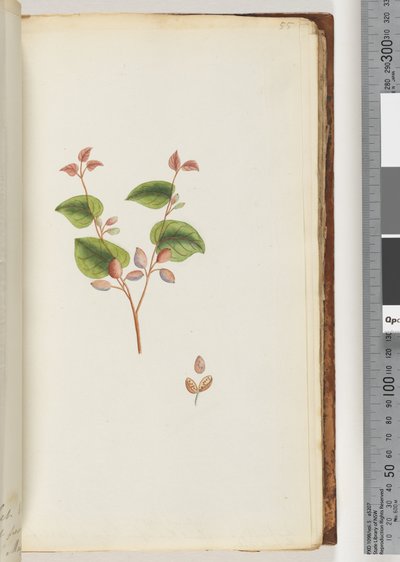 Page 55. Unidentified plant by Unknown artist