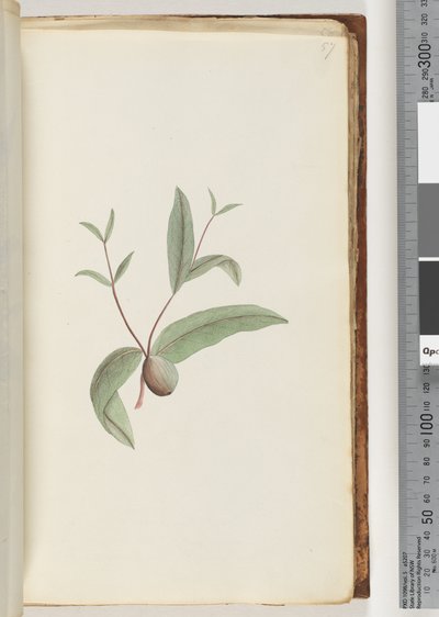 Page 57. Unidentified plant by Unknown artist