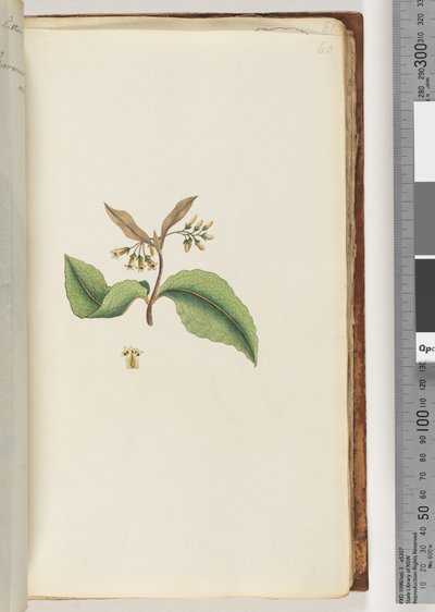 Page 60. Unidentified Plant by Unknown artist