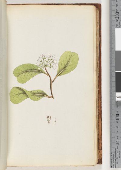 Page 61a. The Mangrove Tree by Unknown artist