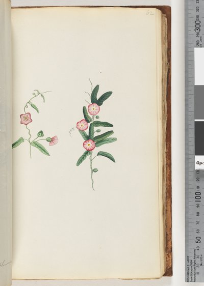 Page 62. Unidentified Plant by Unknown artist