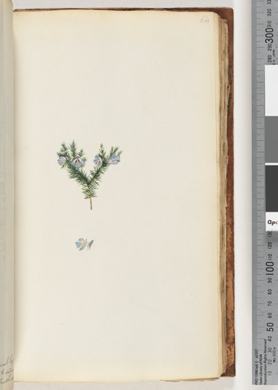 Page 64. Unidentified plant by Unknown artist