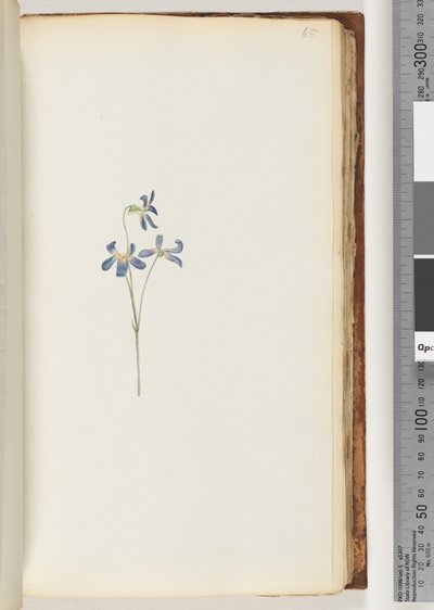 Page 65. Unidentified Plant by Unknown artist