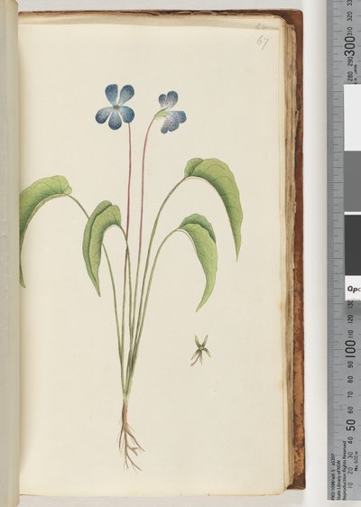 Page 67. Unidentified plant by Unknown artist