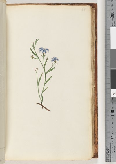 Unidentified Plant by Unknown artist