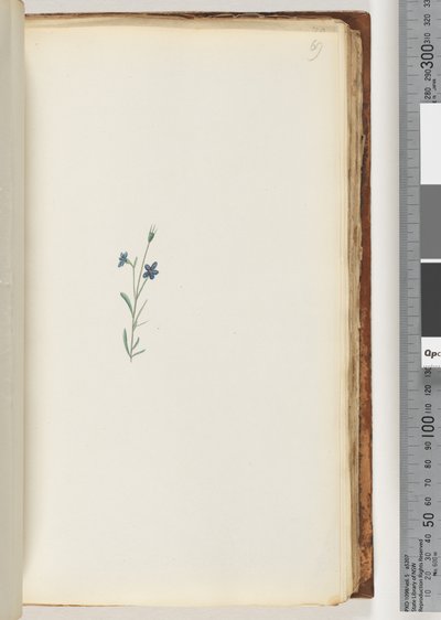 Page 69. Unidentified Plant by Unknown artist