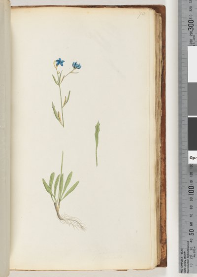 Page 70. Unidentified Plant by Unknown artist