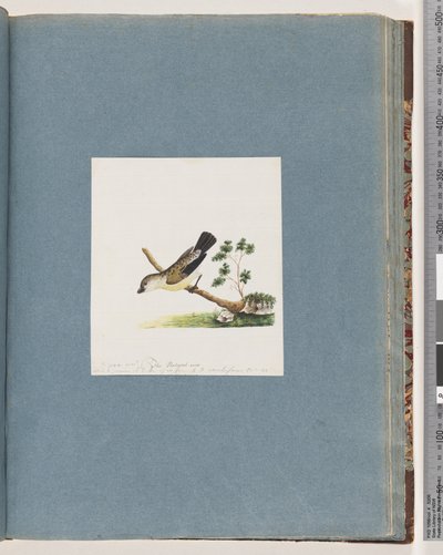 Unidentified Bird, Pipra New by Unknown artist