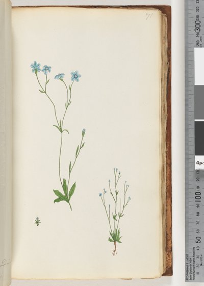 Page 71. Unidentified plant by Unknown artist