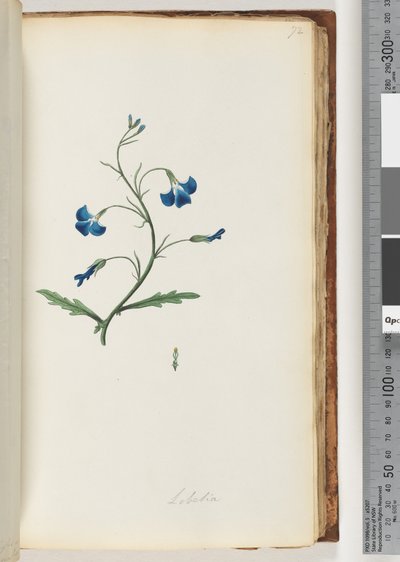Page 72. Lobelia by Unknown artist