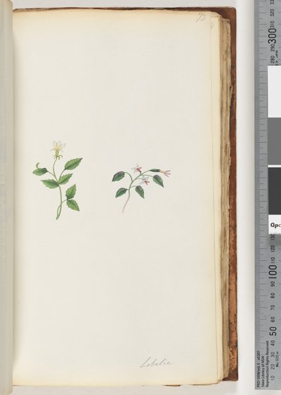 Page 73. Lobelia by Unknown artist