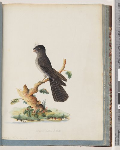Page 75. Unidentified Bird. N. Holland Goatsucker by Unknown artist