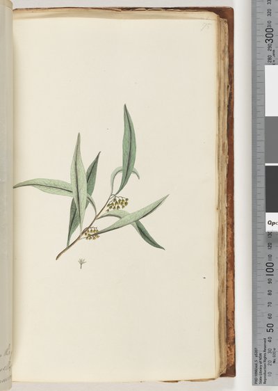 Page 75. Unidentified Plant by Unknown artist