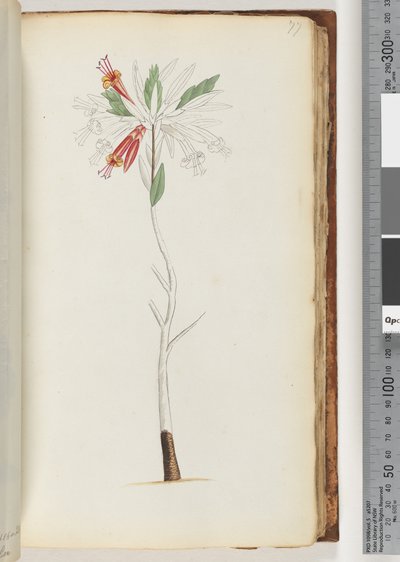 Page 77. No Inscription, Unfinished Drawing by Unknown artist
