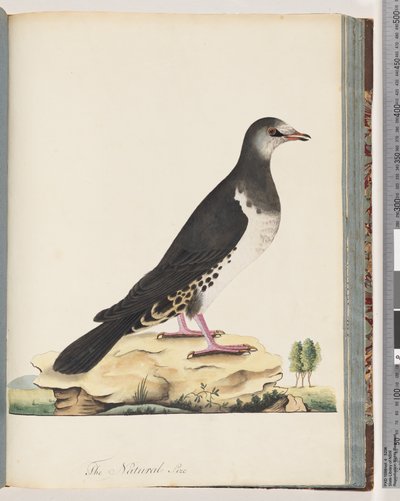 Page 77. Unidentified Bird by Unknown artist