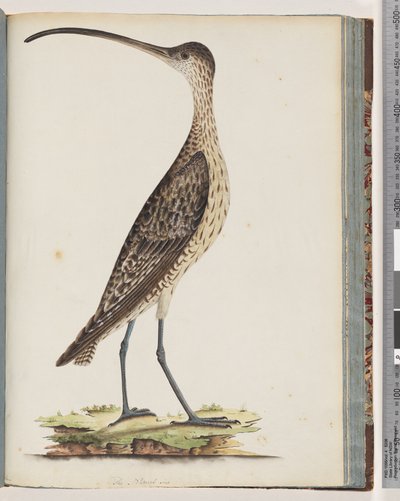 Page 78. Eastern Curlew by Unknown artist