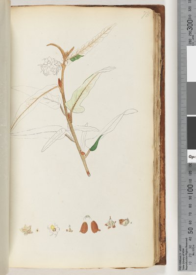 Page 78. No Inscription, Unfinished Drawing by Unknown artist