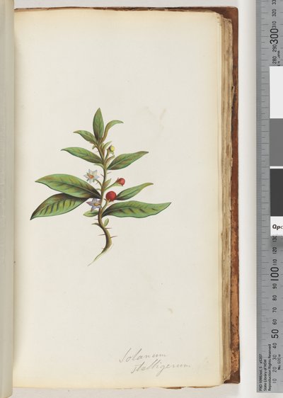 Page 78a. Solanum stelligerum / Star Nightshade by Unknown artist