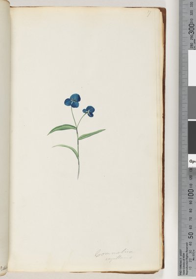 Page 7. Commelina Capillaris by Unknown artist