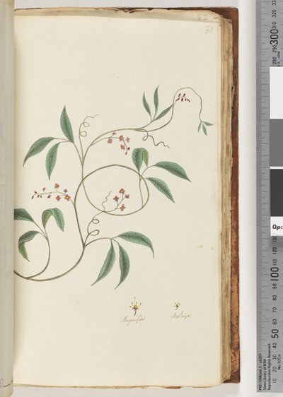 Page 81. Unidentified Plant by Unknown artist