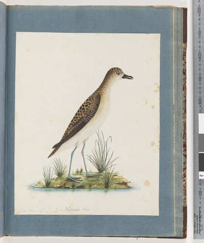 Golden Plover by Unknown artist