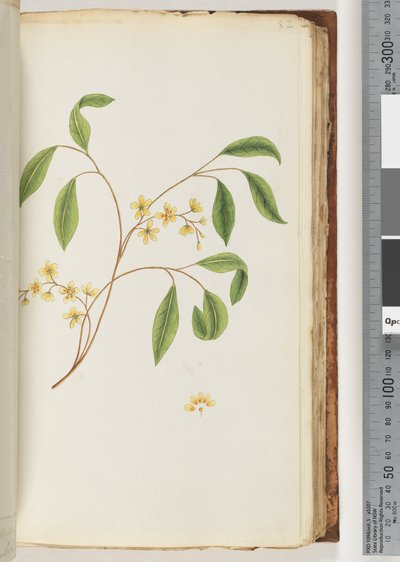 Page 82. Unidentified Plant by Unknown artist