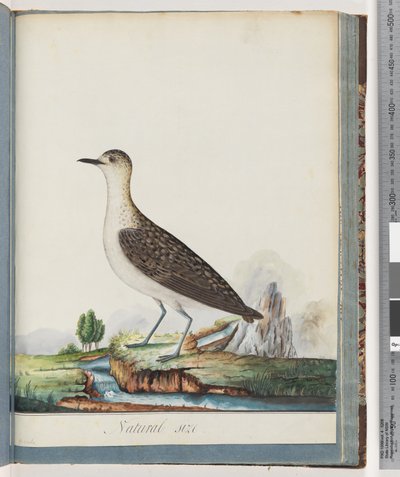 Page 83. Female Golden Plover by Unknown artist