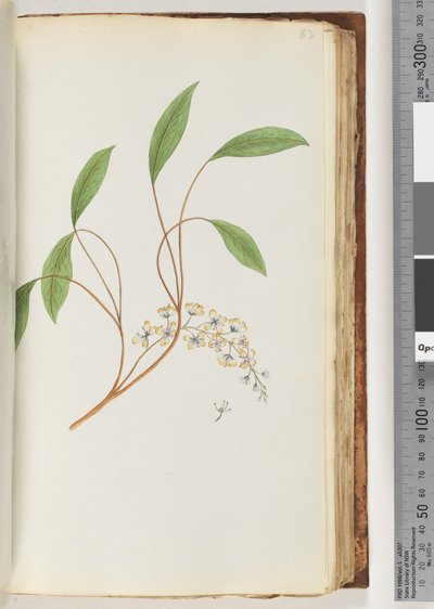 Page 83. Unidentified Plant by Unknown artist